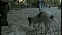 PERRITO