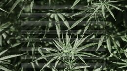 GUERRA / CONTAMINACIÓN / MARIHUANA / MUJER