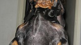 ANIMALES POSEÍDOS