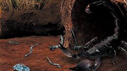 ESCORPION - CAMPAÑA NEW BEETLE