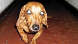 ANIMALES POSEÍDOS