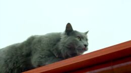 ¿QUÉ HACE SU GATO CUANDO ESTÁ SOLO?