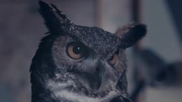 VOZ DE LA BUHONCIENCIA