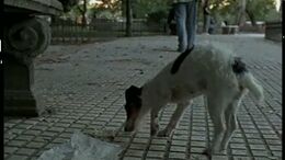 PERRITO