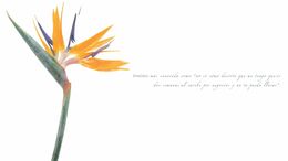 STRELIZIA