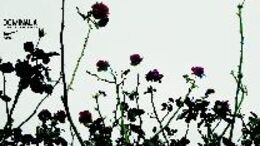 ROSAS - CAMPAÑA DOMINALA
