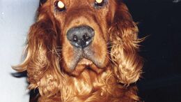 ANIMALES POSEÍDOS