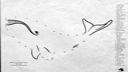 BALLENA