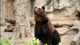 OSO - CAMPAÑA LLEGARON LOS CANGUROS