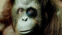 ORANGUTAN - CAMPAÑA LLEGARON LOS CANGUROS