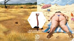 AVESTRUZ - COMEDY CENTRAL