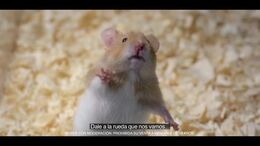 HAMSTER