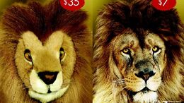 LEÓN - CAMPAÑA ANIMALES
