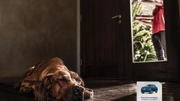PERRO