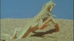LAGARTO - CAMPAÑA DOCUMENTALES