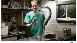 VETERINARIO