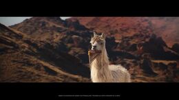 ALPACA