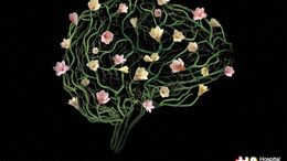 CEREBRO
