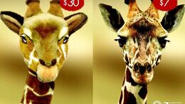 JIRAFA - CAMPAÑA ANIMALES