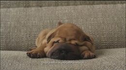 PERRO PREOCUPADO