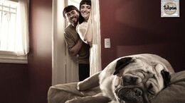 CACHORROS - 002