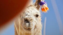 LLAMA / LUNA / GAUCHOS