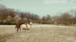 JIRAFA / PANDA / VENADO DE LAS PAMPAS