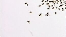 ABEJAS