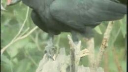 CACATUA - CAMPAÑA DOCUMENTALES