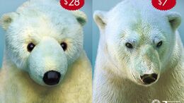 OSO POLAR - CAMPAÑA ANIMALES