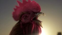 GALLO