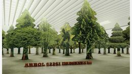 ARBOL