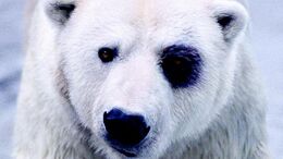 OSO - CAMPAÑA LLEGARON LOS CANGUROS