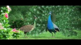 PAVO - CAMPAÑA TWISTER