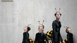 INSECTOS - ABEJAS