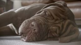 PERRO - CAMPAÑA PAVADAS TRANSCENDENTALES