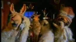 CIRCO - CAMPAÑA LLAMAS