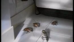 CUCARACHA