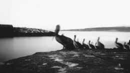 CORONA MADE BY THE SUN