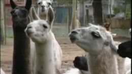 LLAMAS - CAMPAÑA LLEGARON LOS CANGUROS