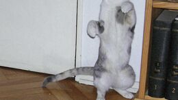 ANIMALES POSEÍDOS